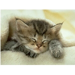 kote3.jpg
Po�et zobrazen�: 3114 (6851.5729 dn�) pr.=0.4545
Rozm�r: 600 x 450 pixel
Velikost: 70.639 kB