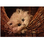 kote3b.jpg
Po�et zobrazen�: 3741 (6852.3775 dn�) pr.=0.5459
Rozm�r: 420 x 296 pixel
Velikost: 43.418 kB