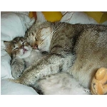 kote4.jpg
Po�et zobrazen�: 3506 (6854.4386 dn�) pr.=0.5115
Rozm�r: 425 x 336 pixel
Velikost: 18.858 kB