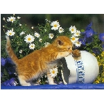 koteasnek.jpg
Po�et zobrazen�: 3489 (6852.5772 dn�) pr.=0.5092
Rozm�r: 400 x 294 pixel
Velikost: 32.101 kB