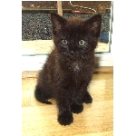 kulicka.jpg
Po�et zobrazen�: 3674 (6858.1783 dn�) pr.=0.5357
Rozm�r: 505 x 736 pixel
Velikost: 65.501 kB