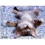 lezici.jpg
Po�et zobrazen�: 3826 (6858.2952 dn�) pr.=0.5579
Rozm�r: 499 x 374 pixel
Velikost: 41.766 kB