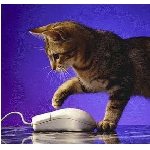 mackamys.jpg
Po�et zobrazen�: 3515 (6852.1368 dn�) pr.=0.5130
Rozm�r: 288 x 272 pixel
Velikost: 17.855 kB