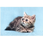 minerva_rhof_k06.jpg
Po�et zobrazen�: 3420 (6852.5816 dn�) pr.=0.4991
Rozm�r: 500 x 340 pixel
Velikost: 26.664 kB