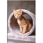 vroure.jpg
Po�et zobrazen�: 3494 (6852.5823 dn�) pr.=0.5099
Rozm�r: 251 x 373 pixel
Velikost: 18.962 kB