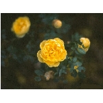 Zobrazeno: 12319 (6839.2991 dn�) pr.=1.8012 
Zn�mka: 1.9850 (1464 x) 
SMS bod�: 0/0