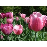 Zobrazeno: 12465 (6839.2991 dn�) pr.=1.8226 
Zn�mka: 1.9979 (1439 x) 
SMS bod�: 0/0