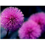 Zobrazeno: 12465 (6839.2991 dn�) pr.=1.8226 
Zn�mka: 2.0253 (1422 x) 
SMS bod�: 0/0