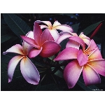 Zobrazeno: 12615 (6839.2991 dn�) pr.=1.8445 
Zn�mka: 2.0454 (1475 x) 
SMS bod�: 0/0