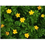 Zobrazeno: 12459 (6839.2991 dn�) pr.=1.8217 
Zn�mka: 2.0348 (1494 x) 
SMS bod�: 0/0