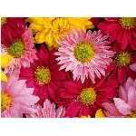 Zobrazeno: 12509 (6839.2991 dn�) pr.=1.8290 
Zn�mka: 2.0243 (1648 x) 
SMS bod�: 0/0