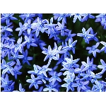 Zobrazeno: 12479 (6839.2991 dn�) pr.=1.8246 
Zn�mka: 2.0033 (1495 x) 
SMS bod�: 0/0