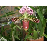 Zobrazeno: 12554 (6839.2991 dn�) pr.=1.8356 
Zn�mka: 1.9910 (1447 x) 
SMS bod�: 0/0