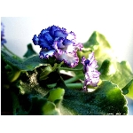 Zobrazeno: 12318 (6839.2991 dn�) pr.=1.8011 
Zn�mka: 2.0007 (1493 x) 
SMS bod�: 0/0