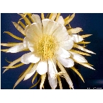 kvet-351.jpg
Po�et zobrazen�: 3740 (6857.7451 dn�) pr.=0.5454
Rozm�r: 800 x 600 pixel
Velikost: 83.279 kB