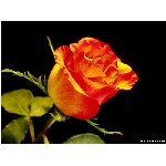 kvet-365.jpg
Po�et zobrazen�: 3748 (6857.8349 dn�) pr.=0.5465
Rozm�r: 800 x 600 pixel
Velikost: 46.154 kB