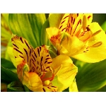 kvet-409.jpg
Po�et zobrazen�: 3382 (6848.6881 dn�) pr.=0.4938
Rozm�r: 800 x 600 pixel
Velikost: 66.08 kB