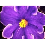 kvet-91.jpg
Po�et zobrazen�: 3228 (6851.2958 dn�) pr.=0.4712
Rozm�r: 300 x 225 pixel
Velikost: 12.626 kB