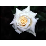 kvet-92.jpg
Po�et zobrazen�: 3493 (6853.2385 dn�) pr.=0.5097
Rozm�r: 300 x 225 pixel
Velikost: 7.367 kB