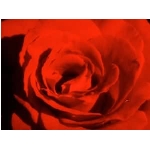 kvet-93.jpg
Po�et zobrazen�: 3440 (6854.5005 dn�) pr.=0.5019
Rozm�r: 300 x 225 pixel
Velikost: 8.008 kB