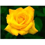 kvet-94.jpg
Po�et zobrazen�: 3385 (6857.7840 dn�) pr.=0.4936
Rozm�r: 300 x 225 pixel
Velikost: 8.619 kB