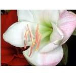 kvet-95.jpg
Po�et zobrazen�: 3447 (6851.7516 dn�) pr.=0.5031
Rozm�r: 300 x 225 pixel
Velikost: 9.71 kB