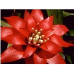 kvet-97.jpg
Po�et zobrazen�: 3429 (6851.7513 dn�) pr.=0.5005
Rozm�r: 300 x 225 pixel
Velikost: 11.97 kB