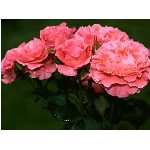 kvet-98.jpg
Po�et zobrazen�: 3164 (6851.7403 dn�) pr.=0.4618
Rozm�r: 300 x 225 pixel
Velikost: 12.991 kB