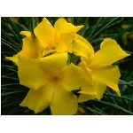 kvet-99.jpg
Po�et zobrazen�: 3186 (6851.7504 dn�) pr.=0.4650
Rozm�r: 300 x 225 pixel
Velikost: 12.076 kB