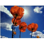 mak.jpg
Po�et zobrazen�: 3584 (6855.8303 dn�) pr.=0.5228
Rozm�r: 600 x 450 pixel
Velikost: 44.72 kB