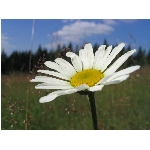 Zobrazeno: 12622 (6839.2892 dn�) pr.=1.8455 
Zn�mka: 2.0088 (1481 x) 
SMS bod�: 0/0