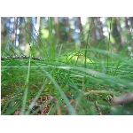 Zobrazeno: 12429 (6839.2892 dn�) pr.=1.8173 
Zn�mka: 2.0197 (1471 x) 
SMS bod�: 0/0