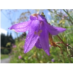 Zobrazeno: 12644 (6839.2892 dn�) pr.=1.8487 
Zn�mka: 1.9774 (1590 x) 
SMS bod�: 0/0