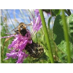 Zobrazeno: 12455 (6839.2892 dn�) pr.=1.8211 
Zn�mka: 2.0573 (1519 x) 
SMS bod�: 0/0