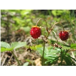 m144_4463.jpg
Po�et zobrazen�: 3778 (6854.5271 dn�) pr.=0.5512
Rozm�r: 1600 x 1200 pixel
Velikost: 434.648 kB