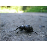 m144_4472.jpg
Po�et zobrazen�: 3447 (6854.1372 dn�) pr.=0.5029
Rozm�r: 1600 x 1200 pixel
Velikost: 404.579 kB