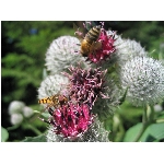 m144_4475.jpg
Po�et zobrazen�: 3460 (6848.7771 dn�) pr.=0.5052
Rozm�r: 1600 x 1200 pixel
Velikost: 490.479 kB