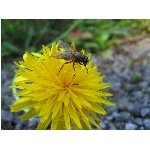 m144_4476.jpg
Po�et zobrazen�: 3173 (6851.4551 dn�) pr.=0.4631
Rozm�r: 1600 x 1200 pixel
Velikost: 409.522 kB