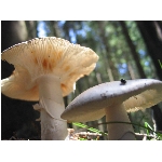 m144_4490.jpg
Po�et zobrazen�: 3283 (6854.4311 dn�) pr.=0.4790
Rozm�r: 1600 x 1200 pixel
Velikost: 373.984 kB