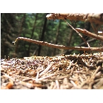 m144_4497.jpg
Po�et zobrazen�: 3665 (6854.4314 dn�) pr.=0.5347
Rozm�r: 1600 x 1200 pixel
Velikost: 532.665 kB