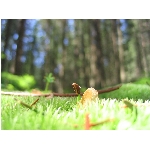 m144_4500.jpg
Po�et zobrazen�: 3628 (6854.4315 dn�) pr.=0.5293
Rozm�r: 1600 x 1200 pixel
Velikost: 382.149 kB