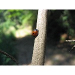 m145_4503.jpg
Po�et zobrazen�: 3725 (6854.4321 dn�) pr.=0.5434
Rozm�r: 1600 x 1200 pixel
Velikost: 824.653 kB