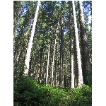 m145_4510.jpg
Po�et zobrazen�: 3777 (6854.4327 dn�) pr.=0.5510
Rozm�r: 1200 x 1600 pixel
Velikost: 990.47 kB