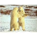 foto-21.jpg
Počet zobrazení: 3133 (6851.4439 dní) pr.=0.4573
Rozměr: 640 x 480 pixel
Velikost: 133.846 kB