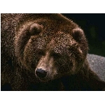 medved.jpg
Počet zobrazení: 3197 (6851.4445 dní) pr.=0.4666
Rozměr: 1024 x 768 pixel
Velikost: 123.922 kB