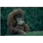 foto-19.jpg
Po�et zobrazen�: 3523 (6858.0840 dn�) pr.=0.5137
Rozm�r: 640 x 436 pixel
Velikost: 95.347 kB