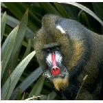 foto-34.jpg
Po�et zobrazen�: 3722 (6858.0877 dn�) pr.=0.5427
Rozm�r: 498 x 480 pixel
Velikost: 105.934 kB