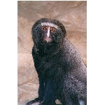 foto-77.jpg
Po�et zobrazen�: 3503 (6858.0795 dn�) pr.=0.5108
Rozm�r: 400 x 600 pixel
Velikost: 63.242 kB