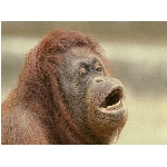 opice.jpg
Po�et zobrazen�: 3707 (6858.0817 dn�) pr.=0.5405
Rozm�r: 1024 x 768 pixel
Velikost: 123.361 kB