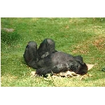 opice10h.jpg
Po�et zobrazen�: 3446 (6858.0900 dn�) pr.=0.5025
Rozm�r: 361 x 243 pixel
Velikost: 32.564 kB